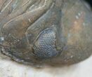 Nicely Displayed, Arched Reedops Trilobite #4090-2